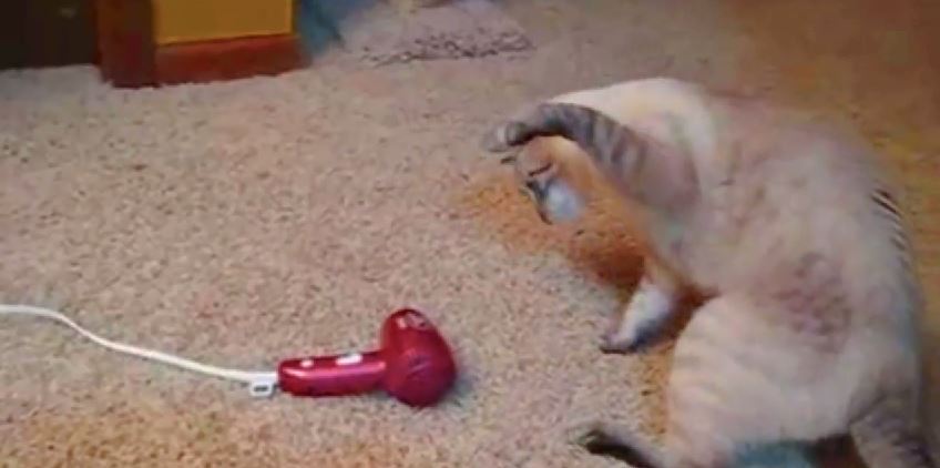 ΒΙΝΤΕΟ-Ο νέος “εχθρός” της γάτας