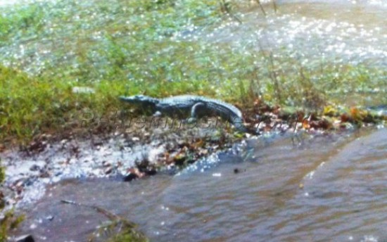 ΒΙΝΤΕΟ-Ο κροκόδειλος είναι εξαιρετικά επικίνδυνος