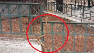 ΒΙΝΤΕΟ-Το “φιδάκι” στο Άλσος της Νέας Φιλαδέλφειας