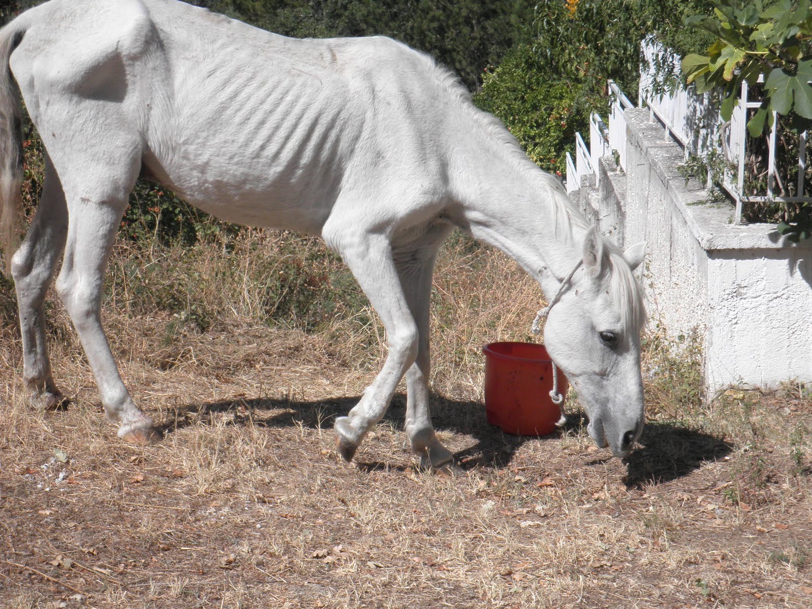 Η ασθένεια του άνθρακα εντοπίστηκε σε νεκρό άλογο