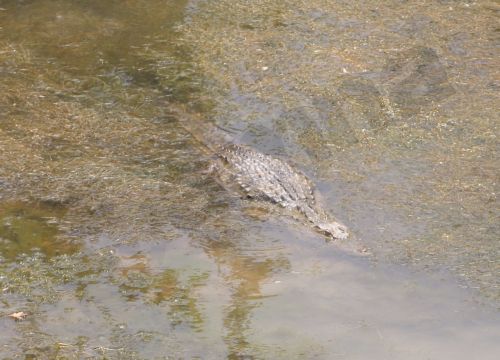 ΦΩΤΟ-Εμφανίστηκε ο κροκόδειλος
