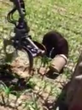 ΒΙΝΤΕΟ-Το μαρτύριο της αρκούδας με τον κουβά