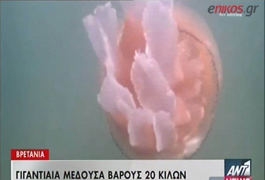 ΒΙΝΤΕΟ-Μέδουσα βάρους 20 κιλών