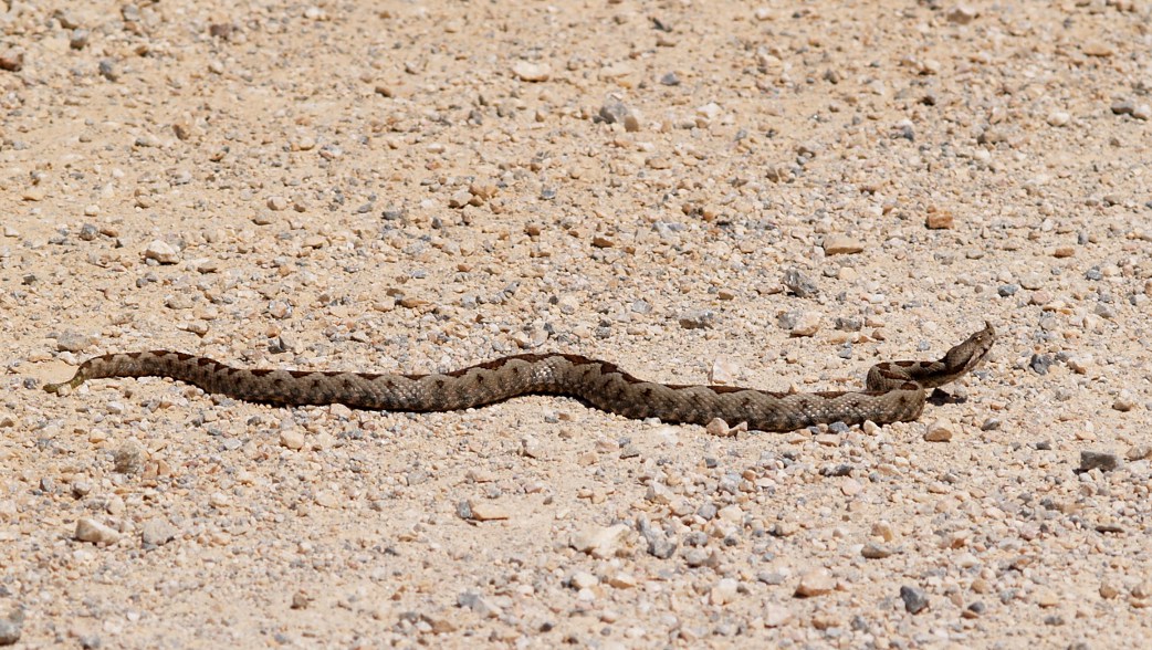 Οχιά μπήκε σε αυτοκίνητο στα Τρίκαλα