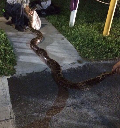 ΦΩΤΟ-Το μενού είχε… πύθωνα