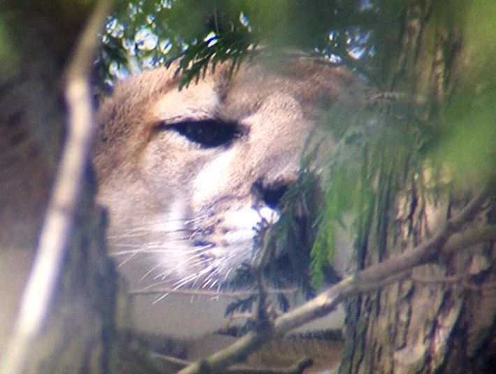 ΦΩΤΟ-Cougar εγκλωβίστηκε σε δέντρο