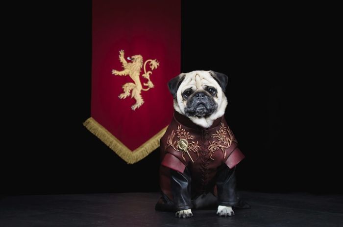 perierga.gr - Τρία κουτάβια σε ρόλους από το "Game of Thrones"!