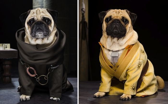 perierga.gr - Τρία κουτάβια σε ρόλους από το "Game of Thrones"!