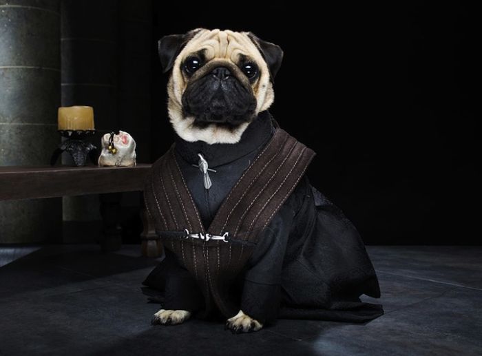 perierga.gr - Τρία κουτάβια σε ρόλους από το "Game of Thrones"!