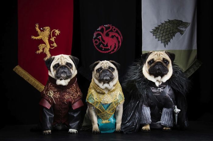 perierga.gr - Τρία κουτάβια σε ρόλους από το "Game of Thrones"!