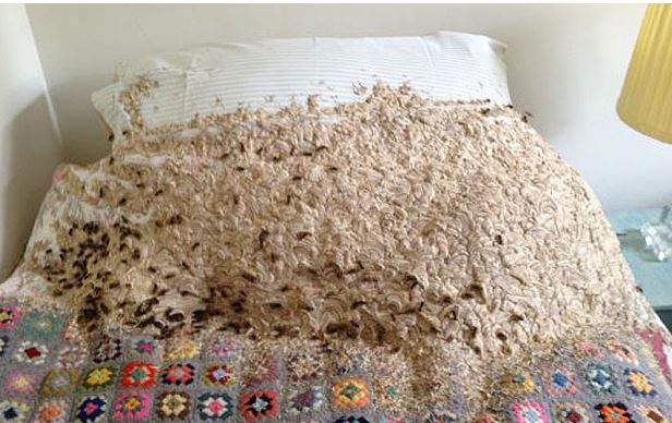 ΦΩΤΟ-5.000 σφήκες έκαναν φωλιά σε υπνοδωμάτιο