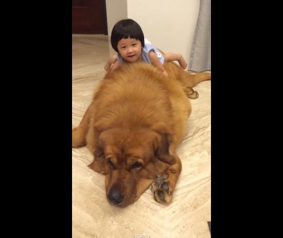 ΒΙΝΤΕΟ-Το κοριτσάκι και το Μαστίφ