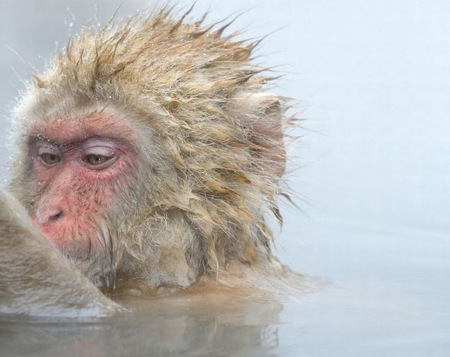 ΦΩΤΟ-Τι έκλεψε η μαϊμού;