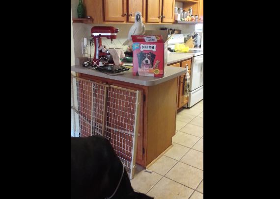 ΒΙΝΤΕΟ-Παπαγάλος ταΐζει σκύλους