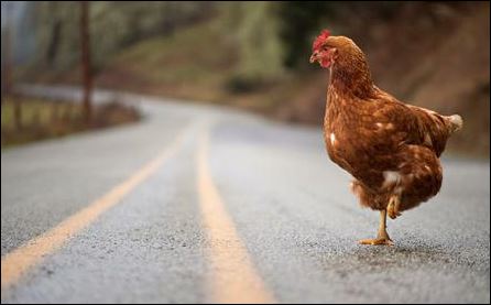 Μία κότα έχει αναστατώσει το Όρεγκον