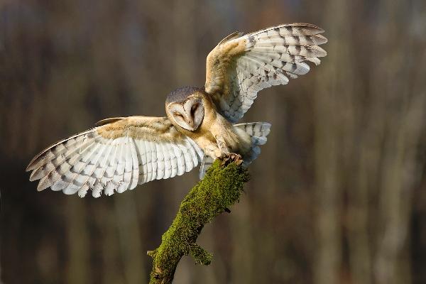 Το άγνωστο πτηνό Τυτώ