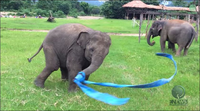 ΒΙΝΤΕΟ-Το ελεφαντάκι που ξετρελάθηκε με ένα… λάστιχο