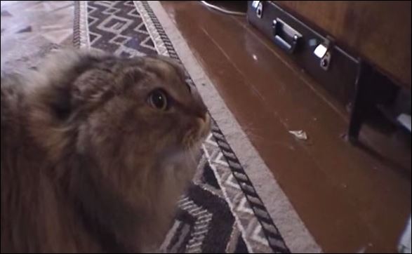 ΒΙΝΤΕΟ-Αυτή η γάτα… ξέρει να λέει όχι