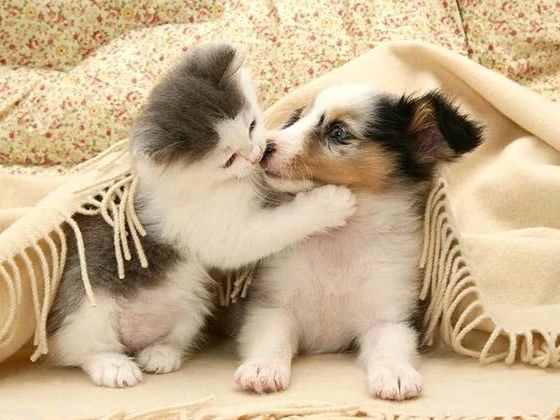 Ποιοι κατοικίδιο σου ταιριάζει; Κάνε το τεστ