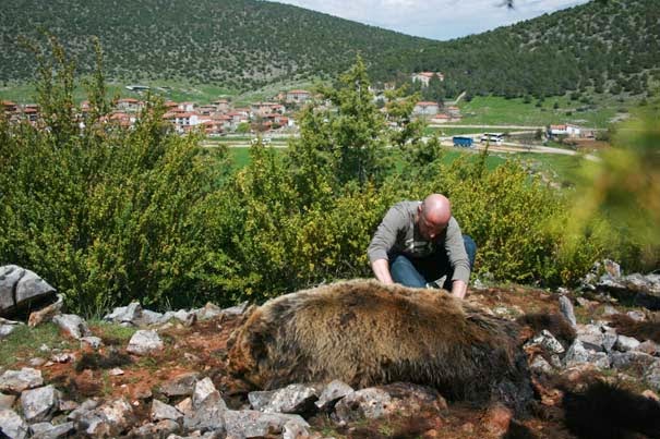 Μαζική δηλητηρίαση ζώων στις Σέρρες