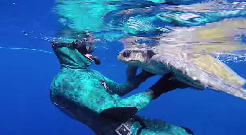 ΒΙΝΤΕΟ-Το “ευχαριστώ “ της θαλάσσιας χελώνας στον διασώστη της