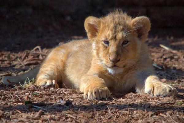 Λιονταράκι οδήγησε τους δασοφύλακες στη νεκρή μητέρα του