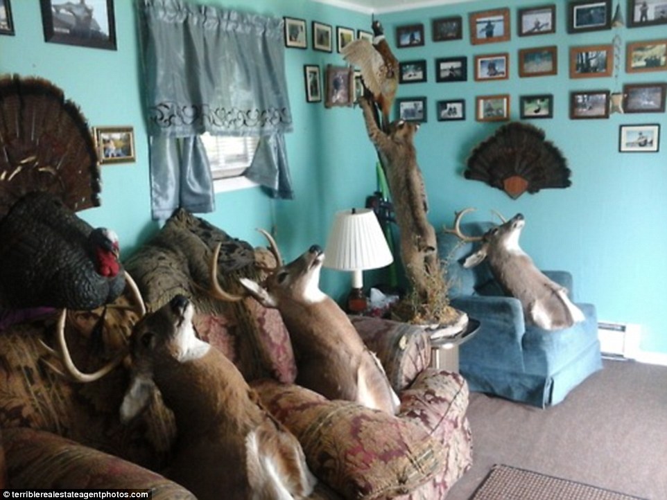 Animal magic: If there's one thing that is likely to entice first-time buyers to look at a property, it's taxidermy. In this estate agent picture the stuffed heads of a number of large animals take pride of place on the sofa and arm chair