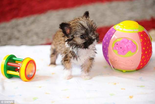 The previous smallest dog in Britain was a 5in Yorkshire terrior called Pagan from Hull. Tyson (pictured) is 4in