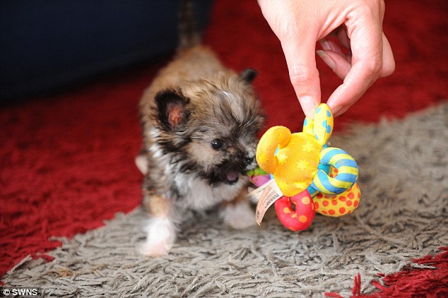 Vets believe Tyson, a Chihuahua Lhasa Apso cross, may be the smallest dog in Britain 