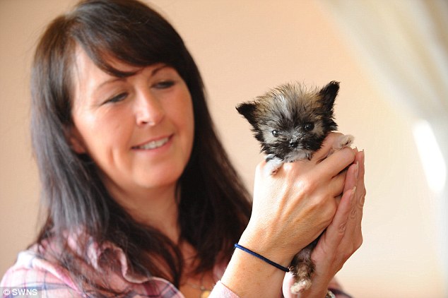 The chihuahua cross was rejected from his litter-of-five at birth because he was too small to suckle 