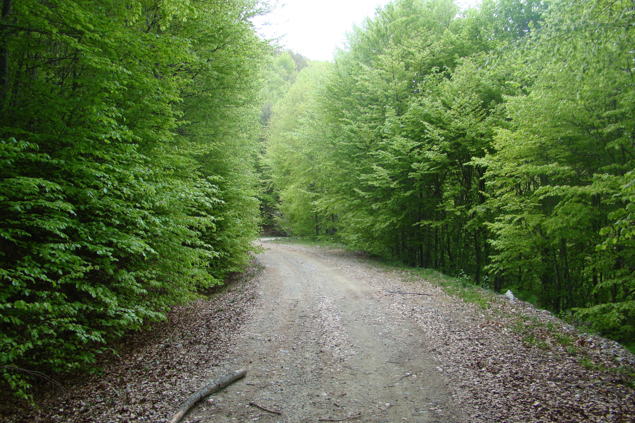 Υλοτόμος καταπλακώθηκε από δέντρο