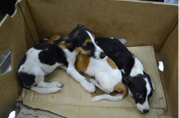 Καβάλα-Συνελήφθη ο υπαίτιος της κακοποίησης έξι σκυλιών
