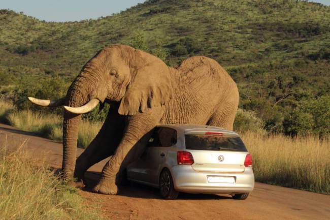 ΦΩΤΟ-Ελέφαντας ξύστηκε σε αυτοκίνητο