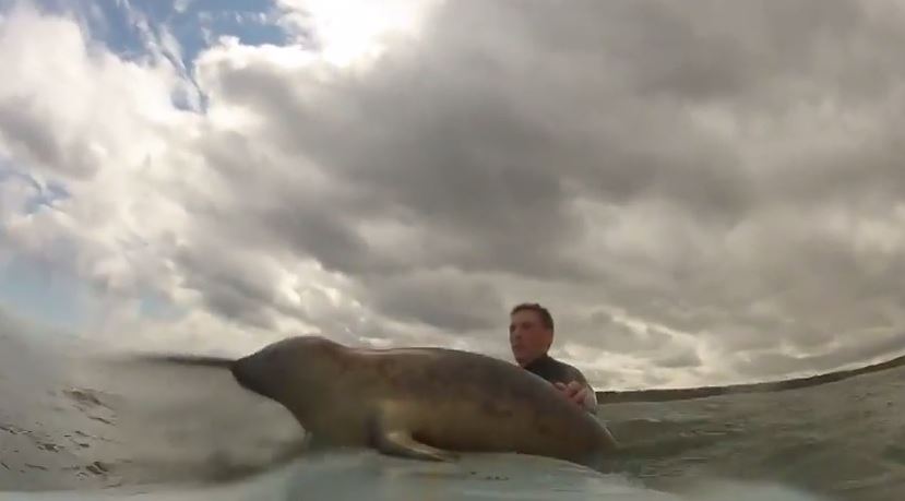 ΒΙΝΤΕΟ-Φώκια κάνει… σερφ