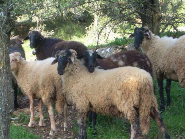 Ενδείξεις για νέα κρούσματα καταρροϊκού πυρετού στην Ήπειρο