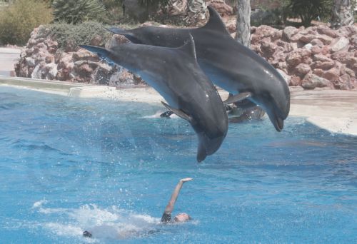 ΦΩΤΟ-Τα “παιχνίδια” των δελφινιών