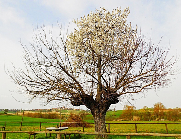 ΦΩΤΟ-Ένα παράξενο διπλό δέντρο