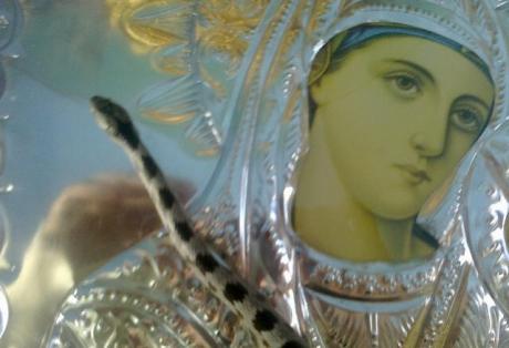 Κεφαλονιά-Δεν βγήκαν τα “φιδάκια της Παναγίας”