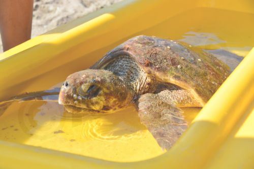 ΦΩΤΟ-Τραυματισμένη καρέτα καρέτα σε παραλία του Ναυπλίου