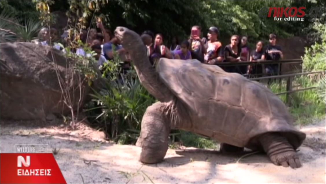 ΒΙΝΤΕΟ-Γιγάντιες χελώνες στον ζωολογικό κήπο του Μπρονξ