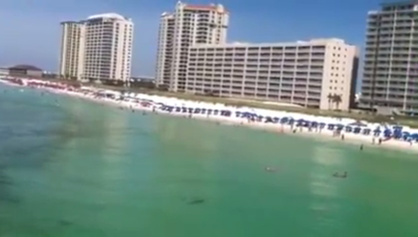 ΒΙΝΤΕΟ-Καρχαρίας προκάλεσε πανικό σε παραλία της Φλόριντα