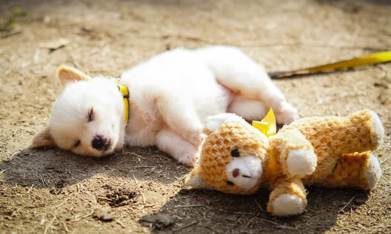 ΦΩΤΟ-Όταν τα ζώα κοιμούνται