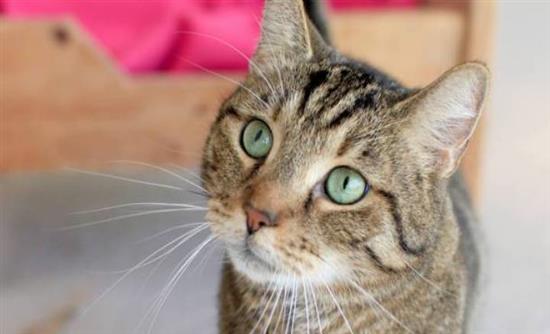 Κακοποίησε γάτα και συνελήφθη