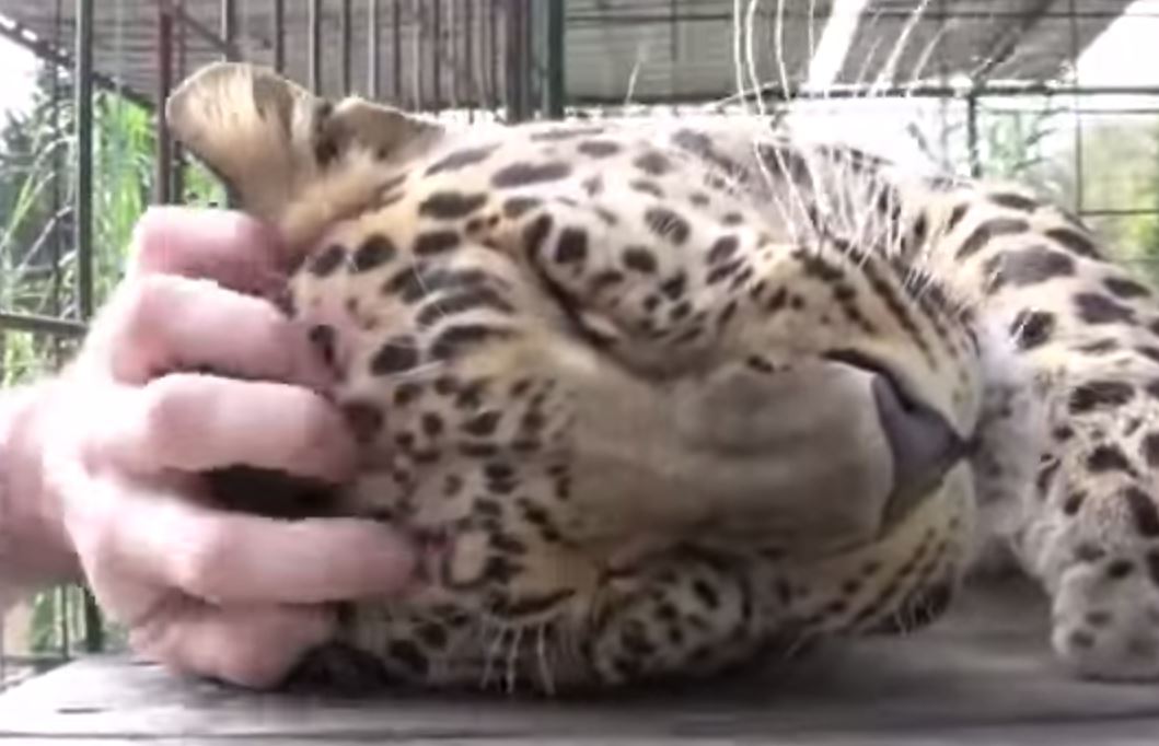 ΒΙΝΤΕΟ-Η λεοπάρδαλη που τρελαίνεται για… μασάζ