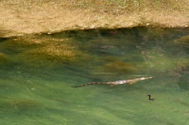Ο διάσημος “γητευτής” αναλαμβάνει να πιάσει τον “Σήφη”