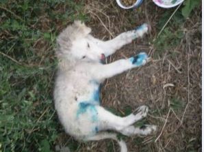 Νέα κτηνωδία στην Εύβοια