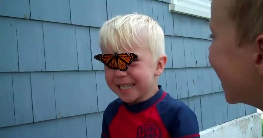 ΒΙΝΤΕΟ-Το “αντίο” της πεταλούδας