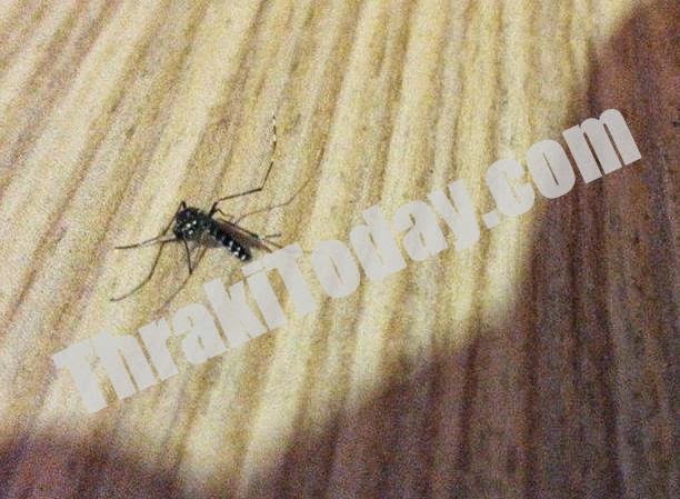 ΦΩΤΟ-Επιδρομές κουνουπιών-τίγρεις στην Ξάνθη