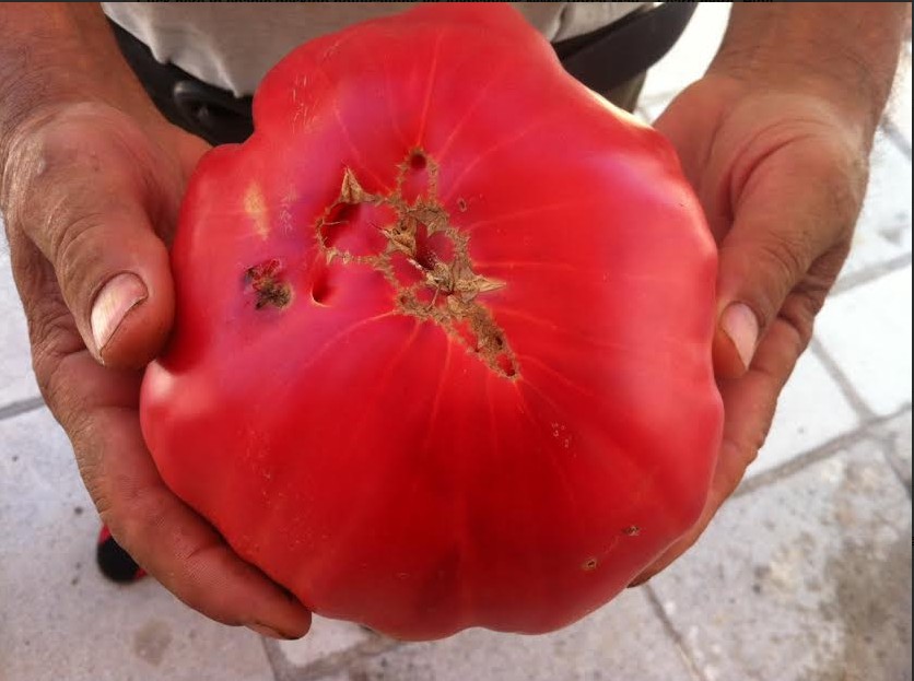 ΦΩΤΟ-Έκοψε ντομάτες-γίγαντες