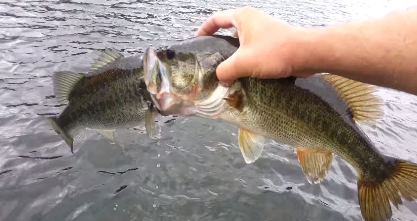 ΒΙΝΤΕΟ-Όταν το μεγάλο ψάρι τρώει το… μεγάλο
